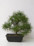 Borovice kleč - Pinus mugo