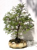 Jilm čínský - Ulmus parvifolia