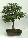 Buk lesní - Fagus sylvatica, původ: Novohradské hory Radčice, 20 let