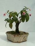 Fuchsie, čílko - Fuchsia bolivina, původ: zahradn. Č.B., 8 let