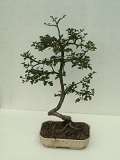 Hloh obecný - Crataegus oxyacantha, původ: Novohradské hory Radčice, 17 let