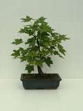 Javor mléč - Acer platanoides, původ: Novohradské hory Radčice, 18 let