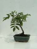 Jeřáb ptačí - Sorbus aucuparia, původ: semenáček, les Včelná, 10 let