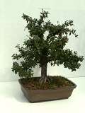 Skalník vodorovný - Cotoneaster horizontalis, původ: České Budějovice, 31 let