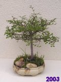 Jilm čínský - Ulmus parvifolia 2003