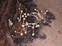 Hosín II - rostou tu potmě i houby