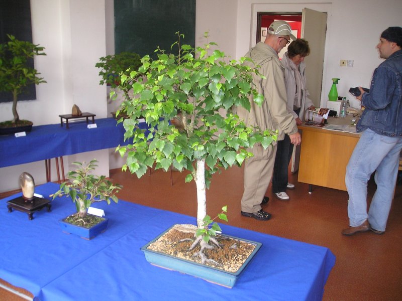 Vstava bonsaj Rudolfov 2009